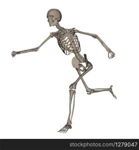 Frontview of human skeleton running isolated in white background - 3D render. Human skeleton running- 3D render