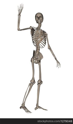 Frontview of human skeleton saying goodbye isolated in white background - 3D render. Human skeleton saying goodbye - 3D render