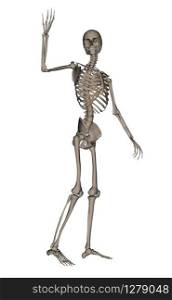 Frontview of human skeleton saying goodbye isolated in white background - 3D render. Human skeleton saying goodbye - 3D render