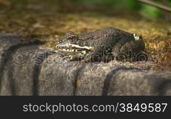 Frosch auf einem Stein