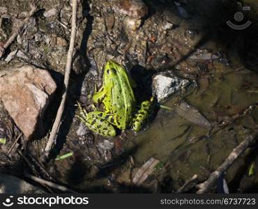 Frosch im Dorfteich. Frog in the mud of a pond
