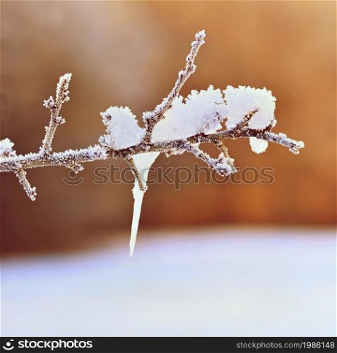 Frost and snow on branches. Beautiful winter seasonal background. Photo of frozen nature.