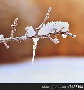 Frost and snow on branches. Beautiful winter seasonal background. Photo of frozen nature.