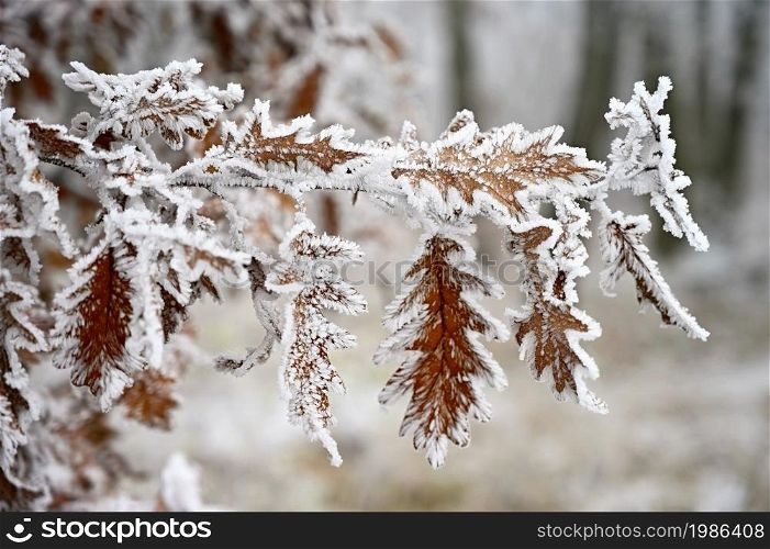 Frost and snow on branches. Beautiful winter seasonal background. Photo of frozen nature.