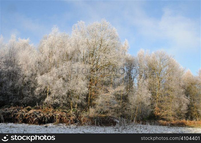 Frost covered trees