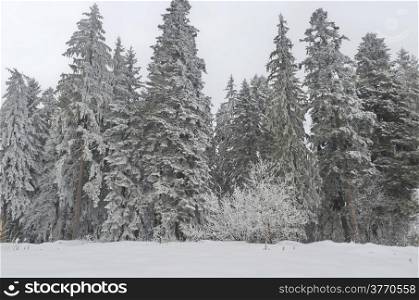 Frost forest in mountain in winter, Rila , Borovetz