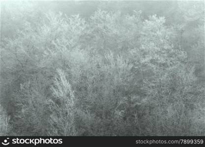 Frost in the trees, El Cabrio, Burgos, Castilla y Leon, Spain
