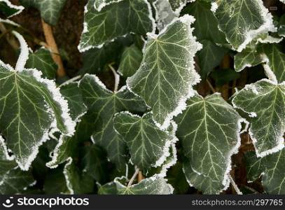 frost ivy leaf