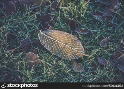 Frost on a frozen leaf in the green grass on a lawn in the morning sun