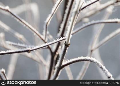 Frost on a plant in winter