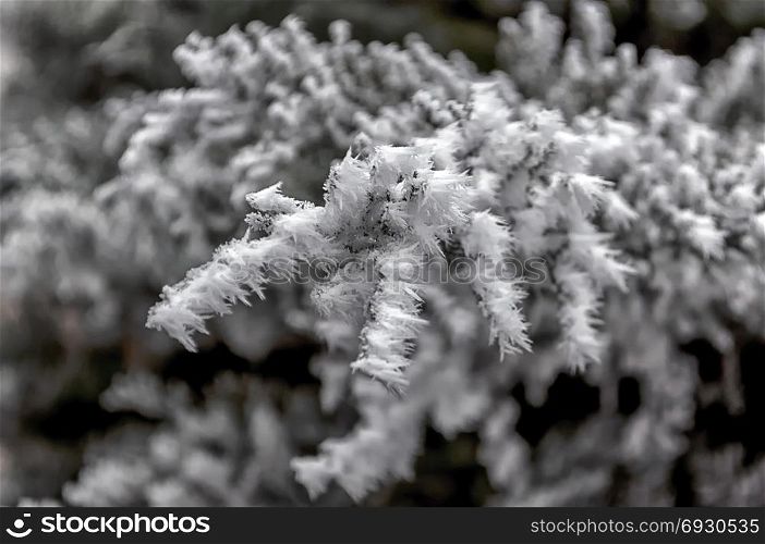 Frost on fir tree branches. Winter scene.