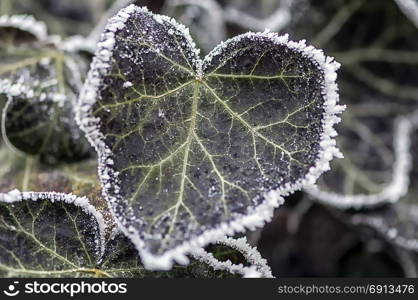 Frost on ivy leaves. Winter scene.