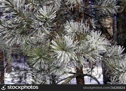 Frost on pine needles with pine trees in the background and possible copy space