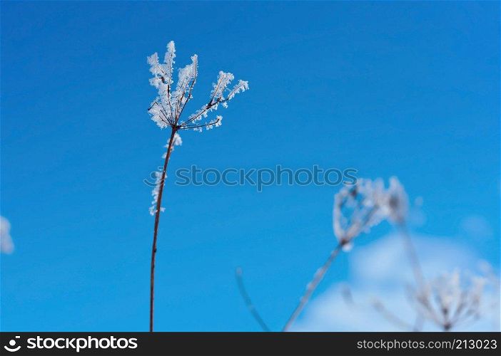 frost on the grass, ice crystals on plants, grass in the snow against the sky. grass in the snow against the sky, frost on the grass, ice crystals on plants