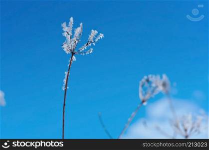 frost on the grass, ice crystals on plants, grass in the snow against the sky. grass in the snow against the sky, frost on the grass, ice crystals on plants