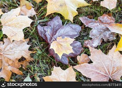 Frost on the ground covered with dry leaves