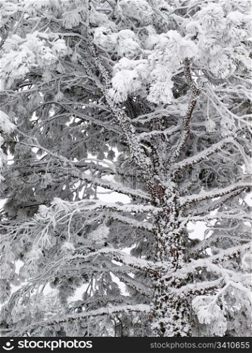 Frost pine tree.
