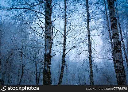 Frosted birch trees, cold winter evening in the park.