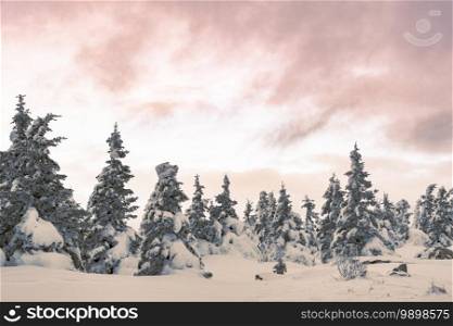 Frosted forest on snow covered stone mountain range