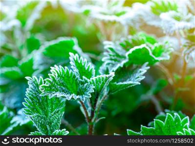 Frosted green leaves in the morning with sunlight. Beautiful frost on green leaves in garden. Nature background. Cold and calm concept. Frozen weather. Fresh environment. Frosted leaf edge texture.