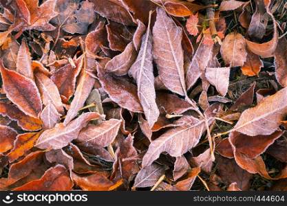 frosted leaves lying on an autumn grass
