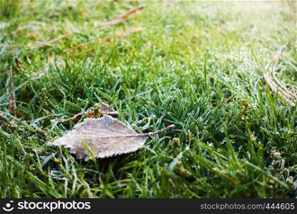 frosted leaves lying on an autumn grass