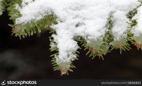 Frosted Pine Needles In Winter