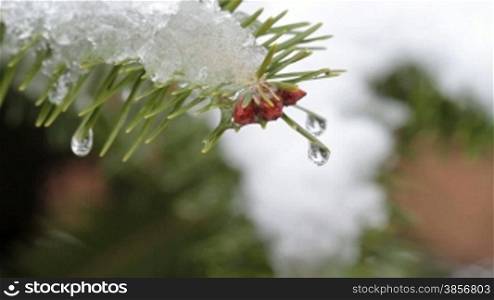 Frosted Pine Needles In Winter