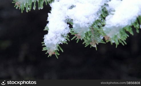 Frosted Pine Needles In Winter