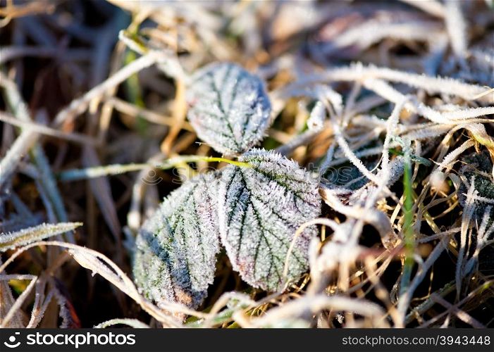 Frosty blackbarries leaves