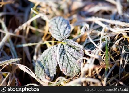 Frosty blackbarries leaves