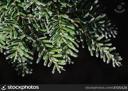 Frosty evergreen tree