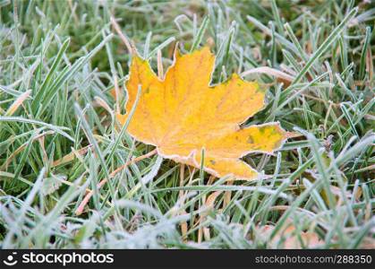 Frosty fallen leaf lying on frozen grass