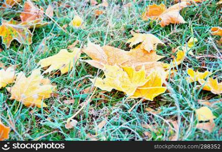 Frosty fallen leaf lying on frozen grass