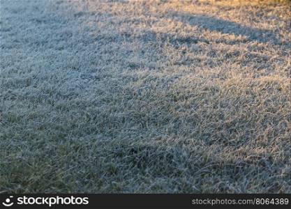 Frosty grass in the morning
