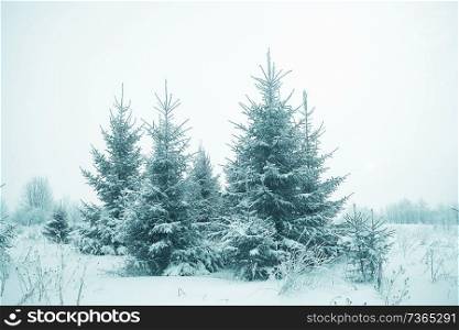 frosty landscape with trees