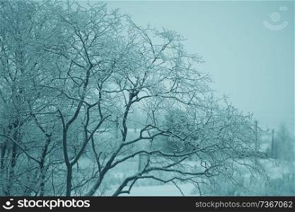 frosty landscape with trees