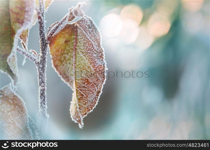 frosty leaves in winter forest.