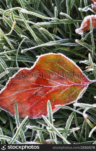 Frosty red fallen leaf lying on frozen grass on a cold fall morning