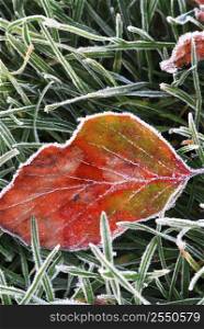 Frosty red fallen leaf lying on frozen grass on a cold fall morning