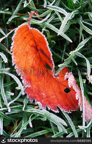 Frosty red fallen leaf lying on frozen grass on a cold fall morning