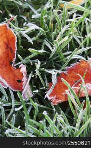 Frosty red fallen leaves lying on frozen grass on a cold fall morning