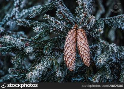 Frosty spruce branches with needles and many cones in winter. Frosty cones on spruce. Fir tree. Christmas decoration concept