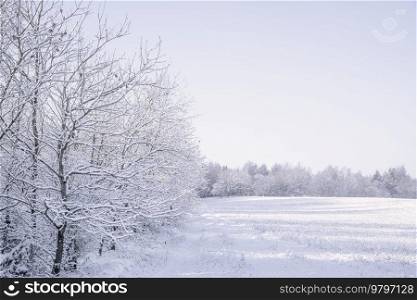 Frosty trees along a meadow in a snowy landscape on a bright day