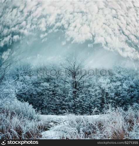 Frosty winter day landscape with Snow covered trees and grass with beautiful sky