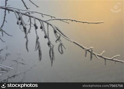 Frosty Winter Morning Landscape With Mist