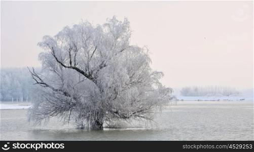 Frosty winter tree on Danube river