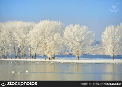 Frosty winter trees and birds on Danube river