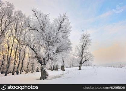 Frosty winter trees near Danube river