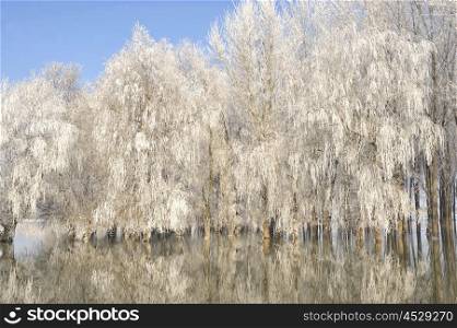 Frosty winter trees on Danube river